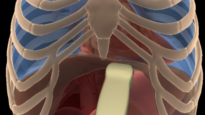 3D Anatomical Atlas