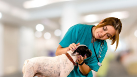 Veterinarian treating dog after simulation training by Surgical Science